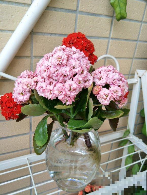 这3种花，水培比土培好养多了，花苞冒不停！