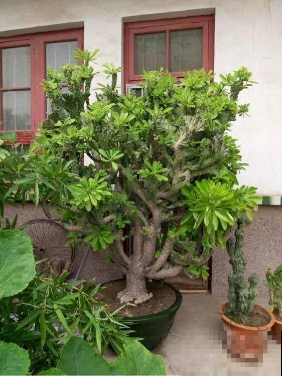 这花3年没浇水，却疯长得把盆撑爆，懒人福利啊！