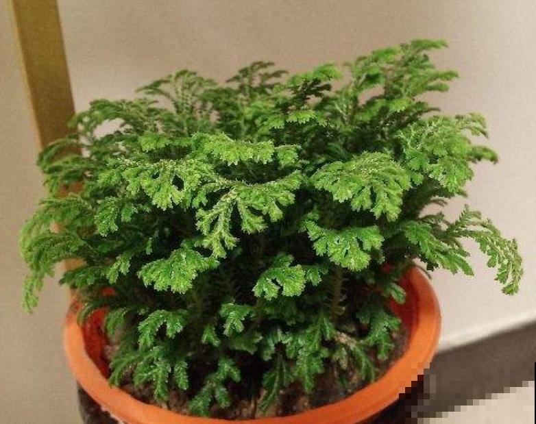 九死还魂草,怎么折腾都死不了,一遇水枯叶变绿叶! 九死还魂草,怎么折腾都死不了,一遇水枯叶变绿叶!