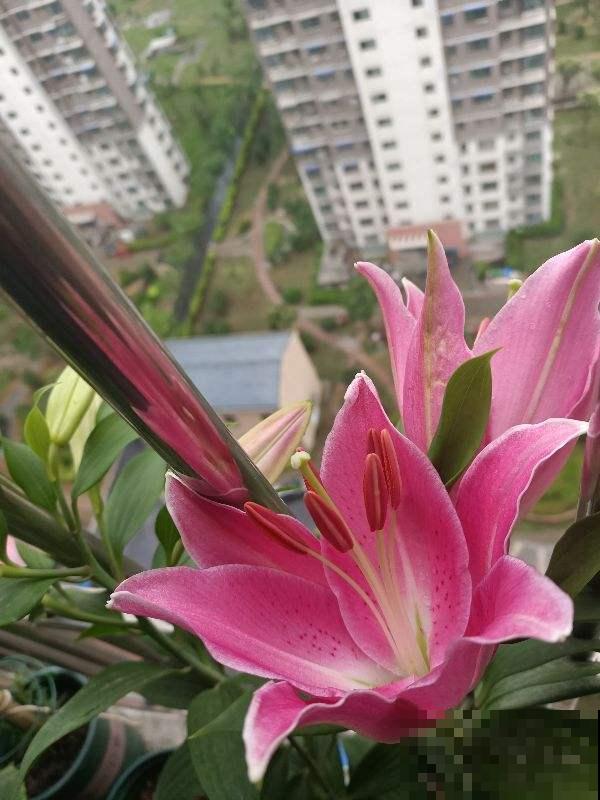 卧室禁养的4种花，养一盆就头晕，赶紧搬走