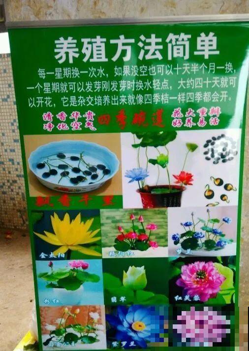 看到这些花,扭头就走,别买,谁买谁吃亏! 看到这些花,扭头就走,别买,谁买谁吃亏!