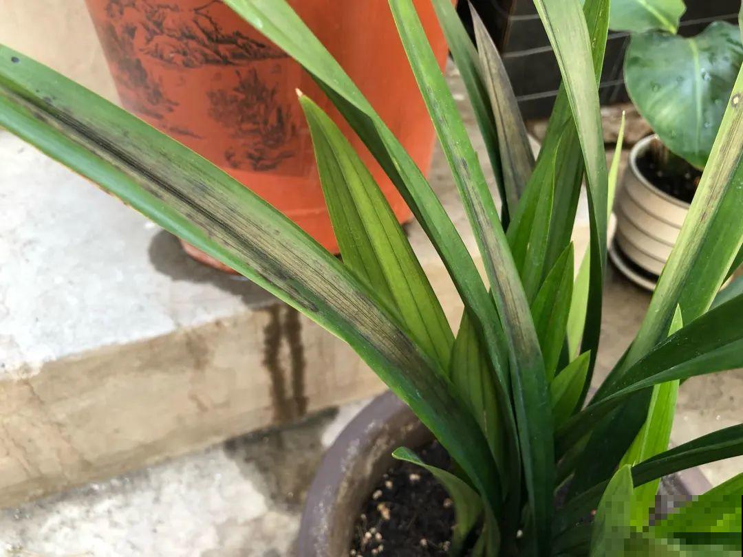 38℃高温，家里的花挺不过去，只剩盆了！