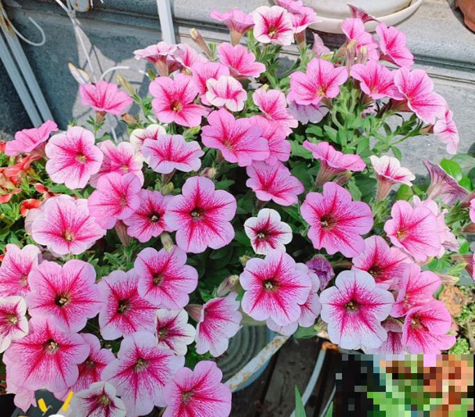 强悍的夏堇花,种一次全年开花,花朵越掐越有! 强悍的夏堇花,种一次全年开花,花朵越掐越有!