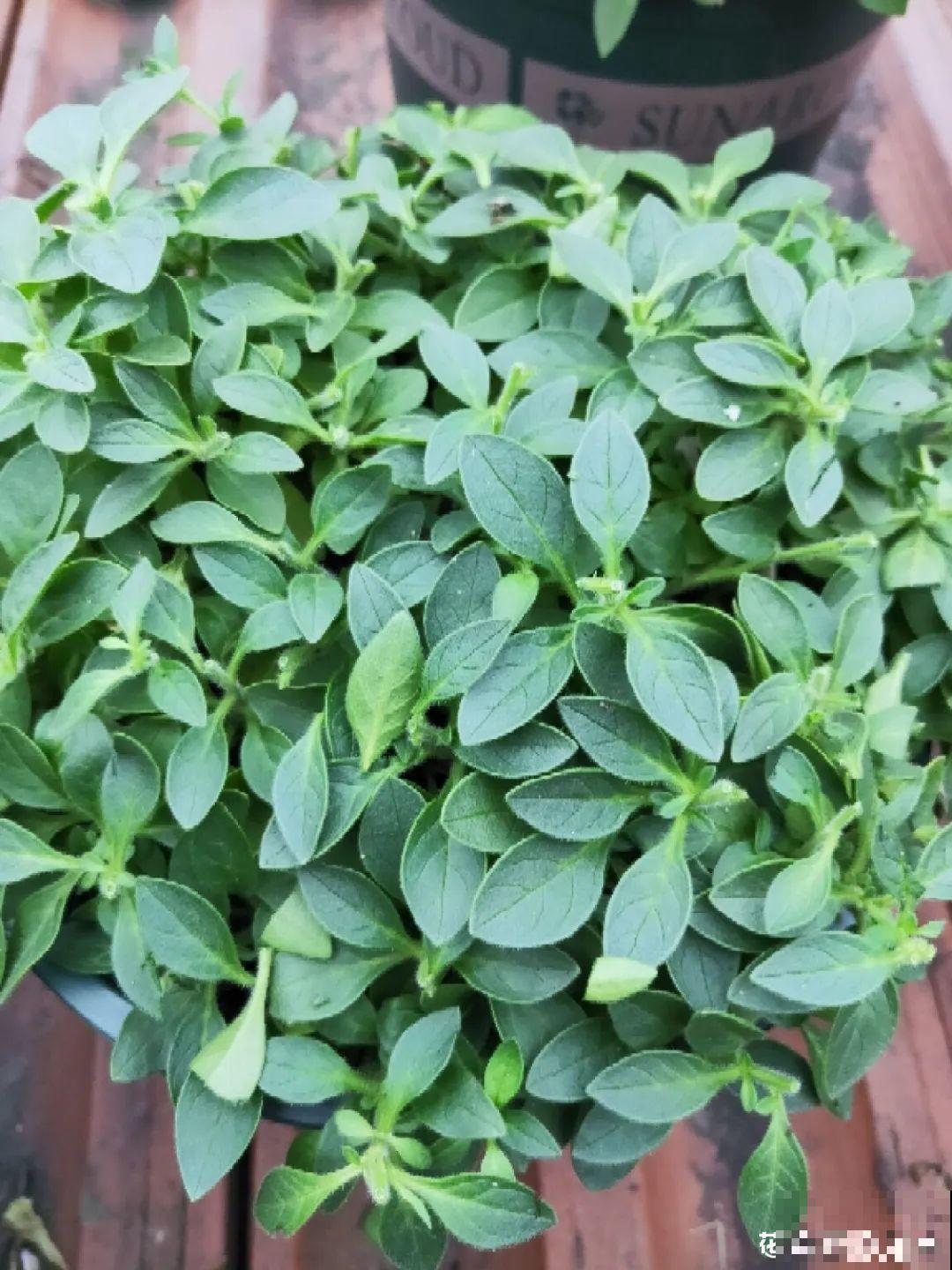 9种花,夏天剃个小平头,平平稳稳度夏天 9种花,夏天剃个小平头,平平稳稳度夏天