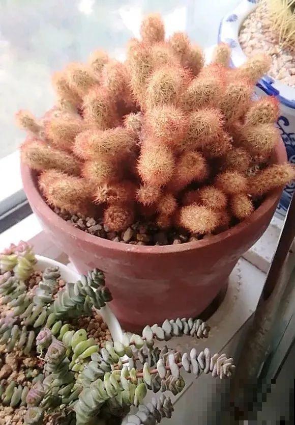 这花3年没浇水，却疯长得把盆撑爆，懒人福利啊！