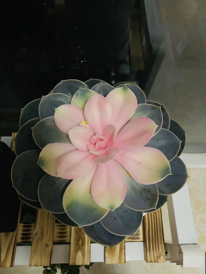 多肉市场上的骗局,赶紧记住,遇见了少上当 多肉市场上的骗局,赶紧记住,遇见了少上当