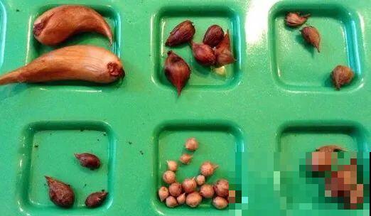 小阳台就养盆酢浆草,开花又爆又好看,多到家里堆不下 小阳台就养盆酢浆草,开花又爆又好看,多到家里堆不下