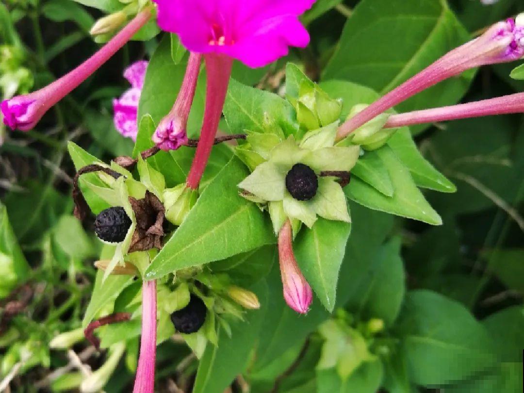 8种花是一次性的，开完就扔，别浪费时间！