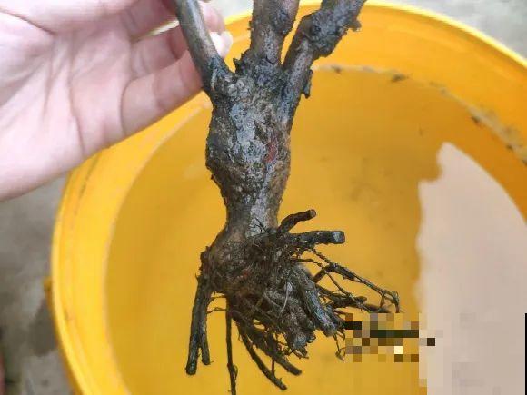 看到这些花,扭头就走,别买,谁买谁吃亏! 看到这些花,扭头就走,别买,谁买谁吃亏!