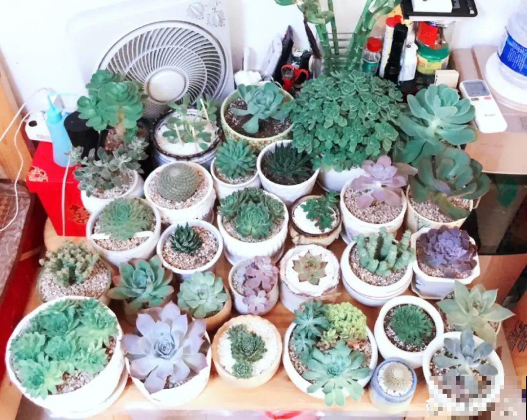 10种花,夏天怕淋雨,下雨赶紧搬进屋! 10种花,夏天怕淋雨,下雨赶紧搬进屋!