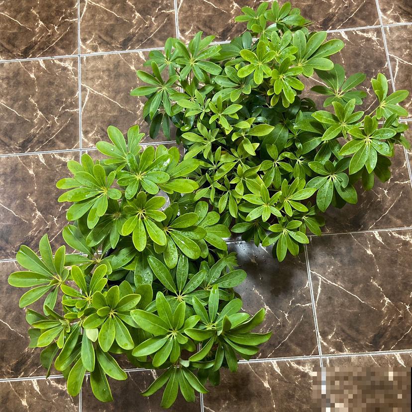 两种花组合在一起，净化空气效果好，居家养花必备