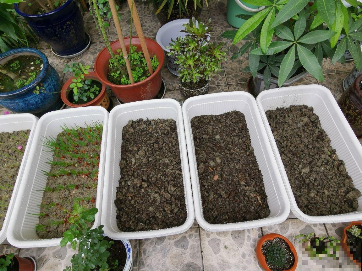 小阳台种菜,空间利用好,一年的菜都够吃 小阳台种菜,空间利用好,一年的菜都够吃