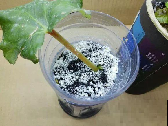 夏天的“必死花”，学会一个小妙招，度夏一盆也不死！