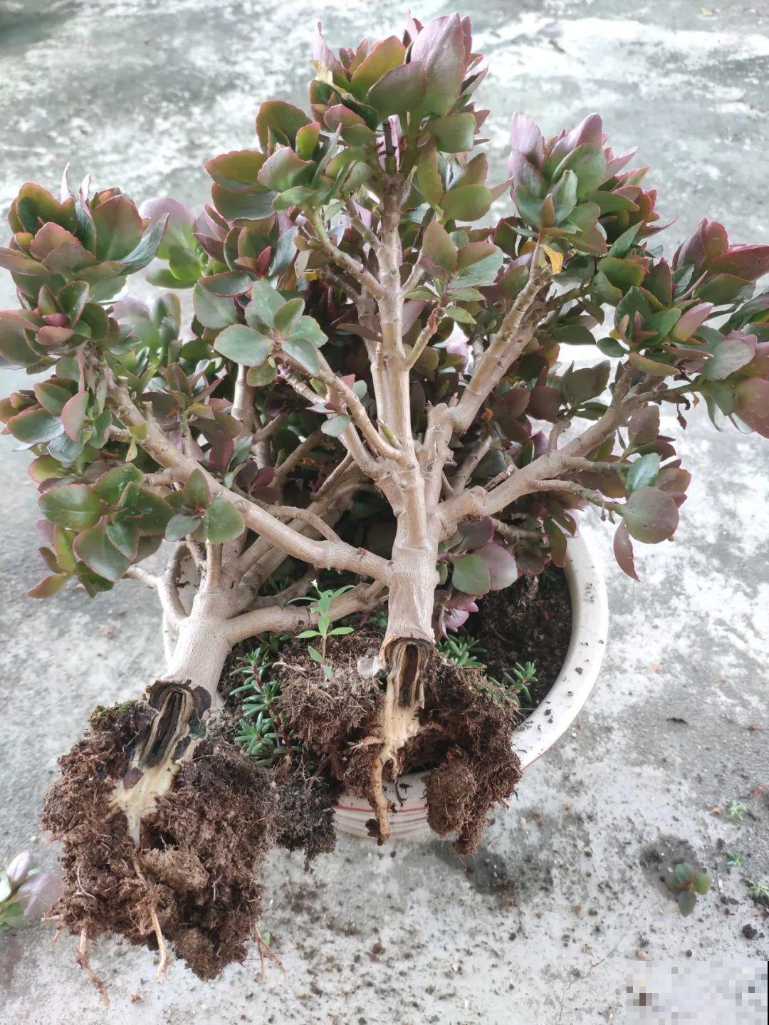 38℃高温，家里的花挺不过去，只剩盆了！