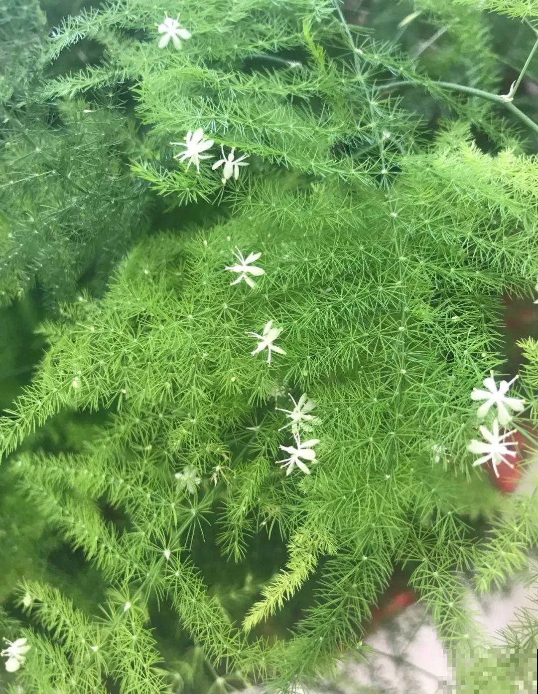 15种花繁殖力强，种子扔土里，呼呼冒出一大片