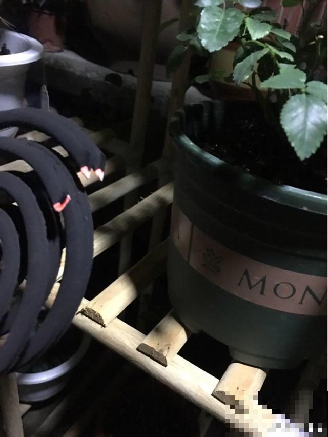 路边这些草，居然都是杀虫剂，赶紧薅一把养花用！