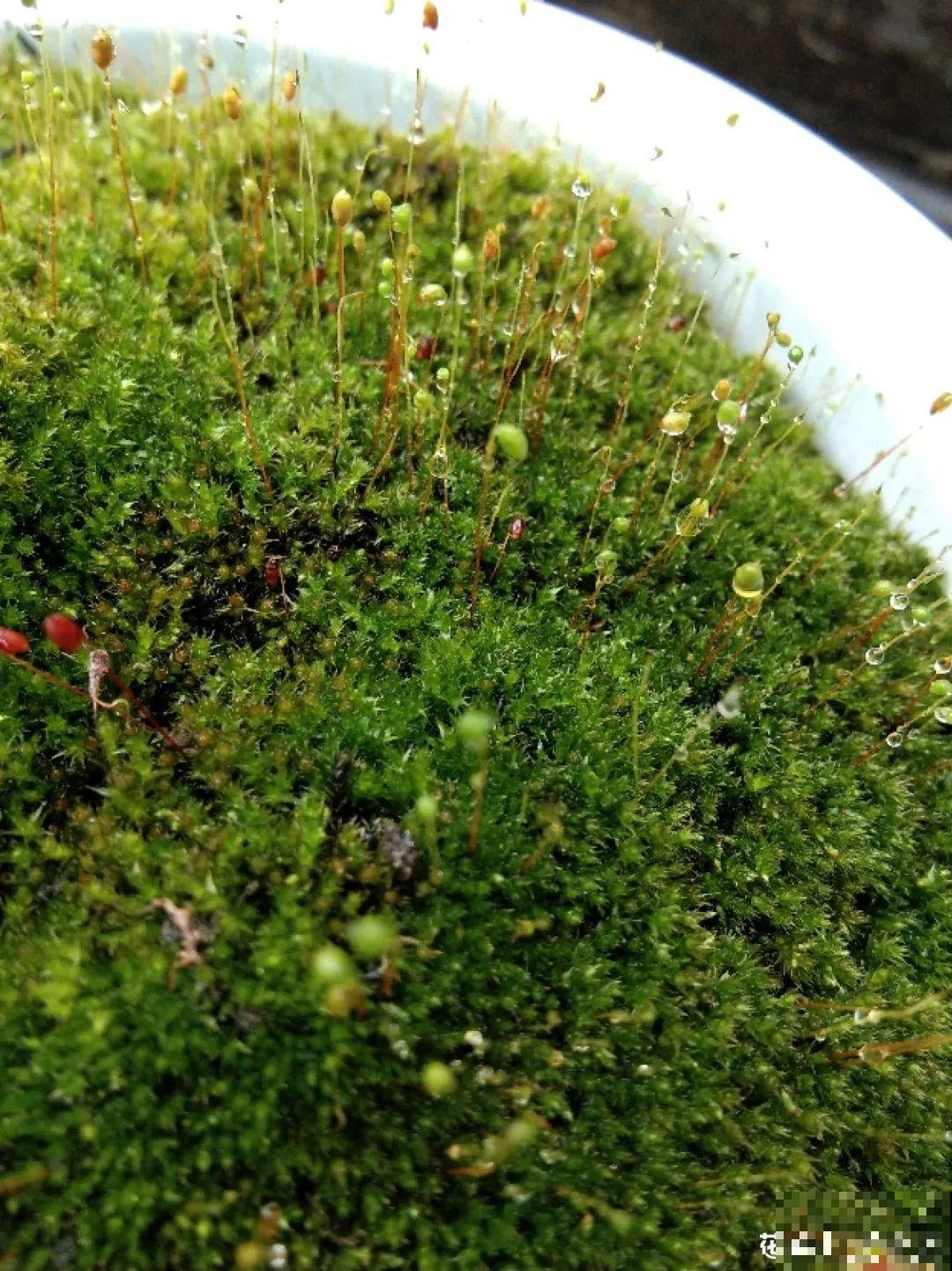 5种花,卧室不能养,离太近都不好! 5种花,卧室不能养,离太近都不好!