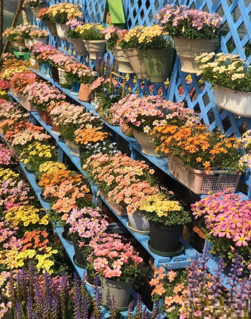 小阳台就养盆酢浆草，开花又爆又好看，多到家里堆不下