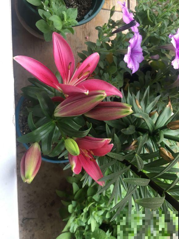 三伏天来了,这4种花赶紧断水,一浇一个死! 三伏天来了,这4种花赶紧断水,一浇一个死!