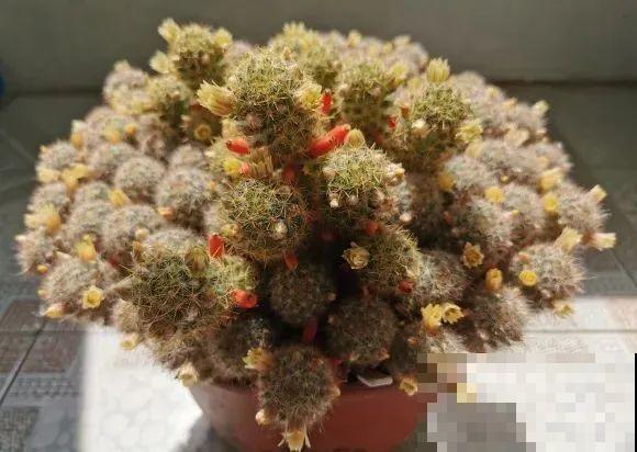 这花3年没浇水，却疯长得把盆撑爆，懒人福利啊！