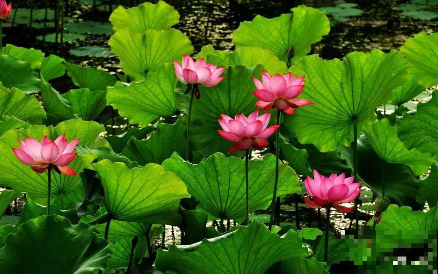 夏天最美的水生花，一个小盆就能养，越晒越好看！