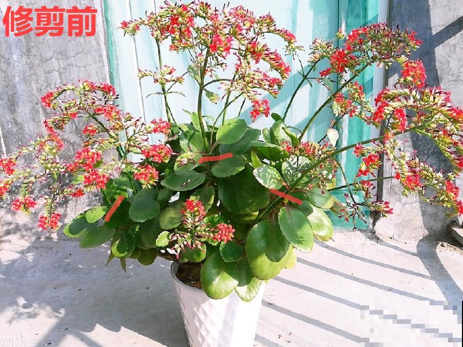 现在开花不一定是好事,赶紧剪掉,才能正常活 现在开花不一定是好事,赶紧剪掉,才能正常活