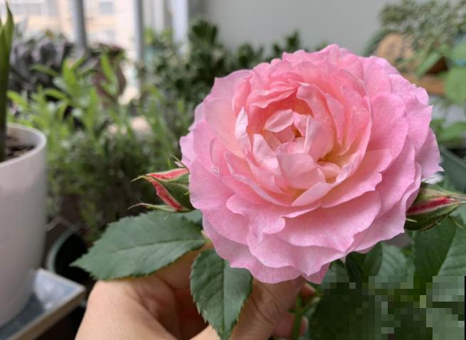 浓香型的靠边站，这些月季香味清淡，最适合阳台养！