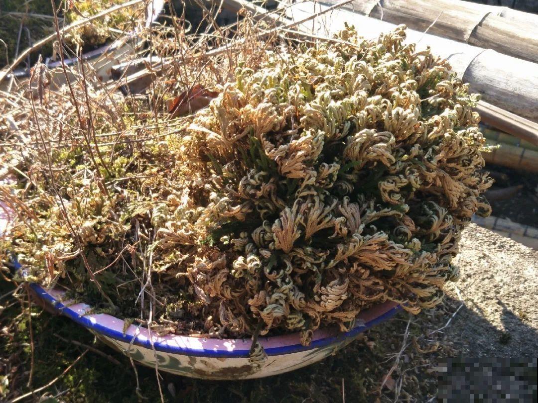 神奇的卷柏，可以起死回生，喷点水就复活！