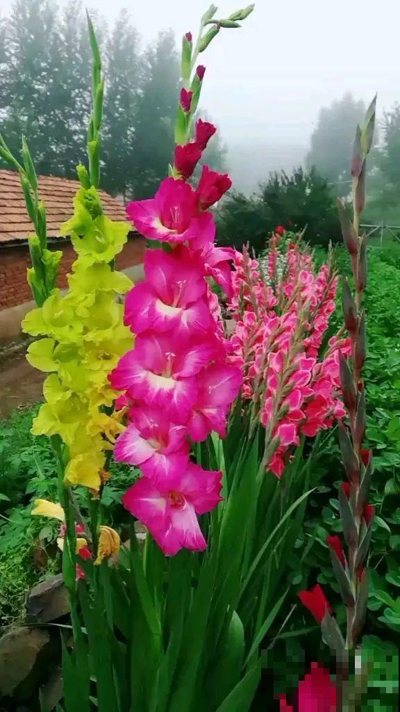 家里养这4种花，呼呼窜2米，开花成一串