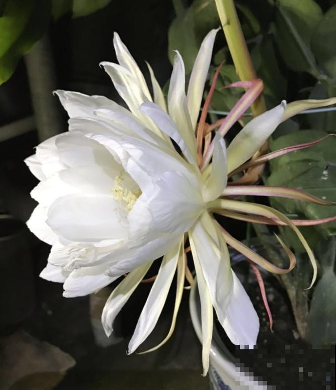 搬个椅子守了一晚上,就为了看昙花,我真是太拼了! 搬个椅子守了一晚上,就为了看昙花,我真是太拼了!