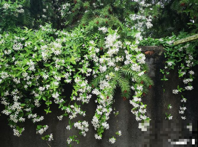 农村院里的3种茉莉花，十里外都飘香，越晒越疯长！