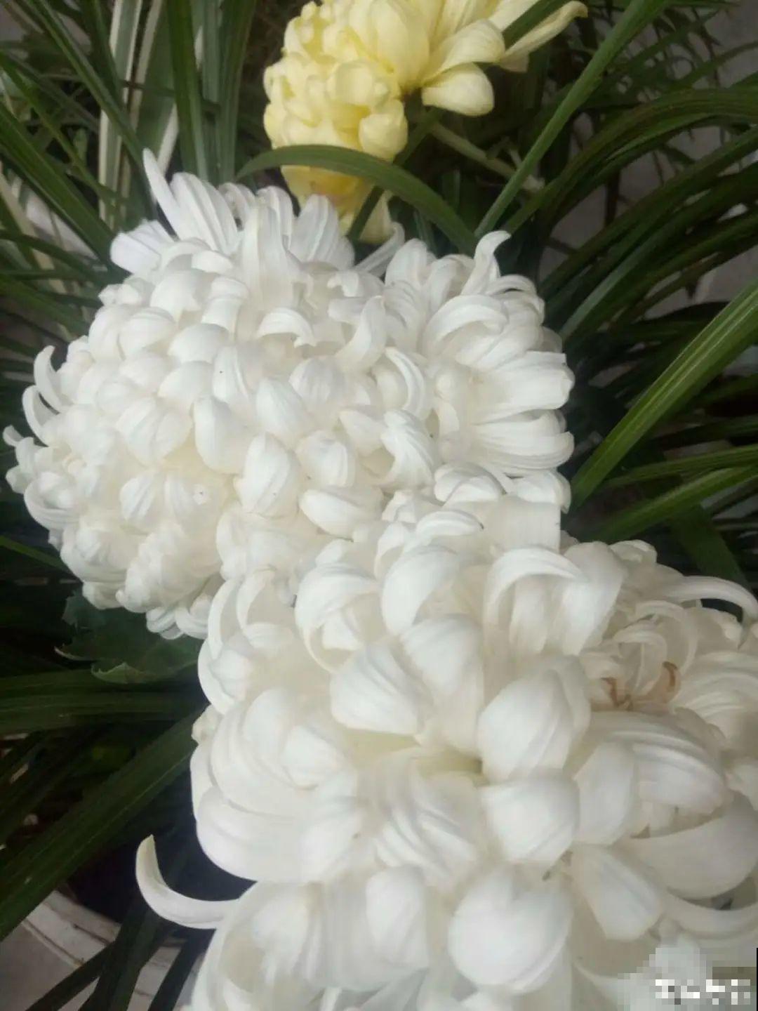 荷花明明美上天，为啥不能在家养？