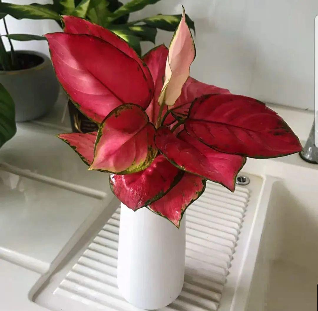 12种花，堪称“耐阴王”，比绿萝好看一万倍！