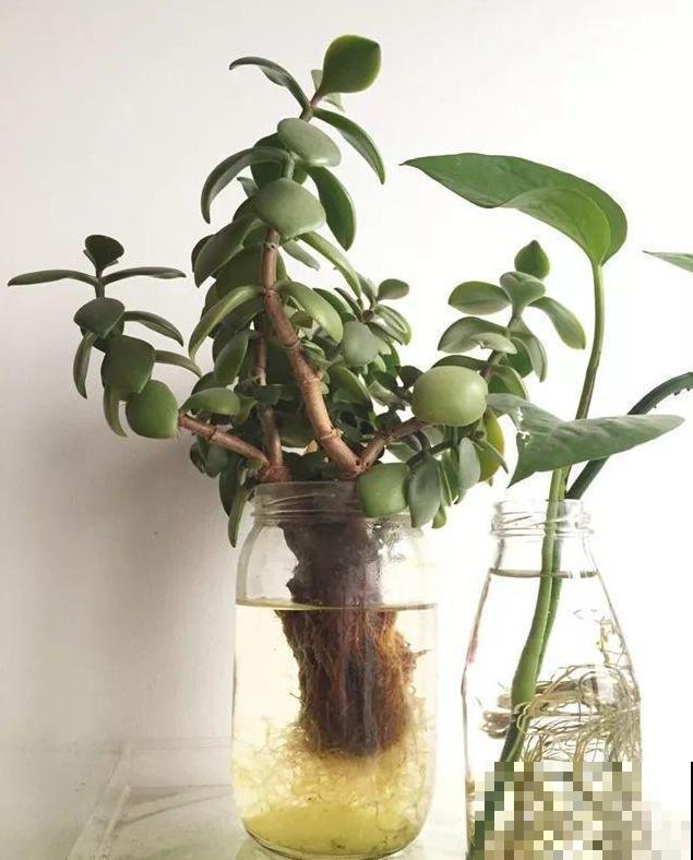 6种花扦插,杆子越粗越好活,根长成大扫把! 6种花扦插,杆子越粗越好活,根长成大扫把!