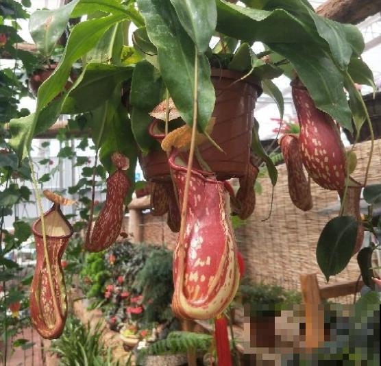 植物也“吃肉”,这种猪笼草可以吞掉一只老鼠,可怕! 植物也“吃肉”,这种猪笼草可以吞掉一只老鼠,可怕!