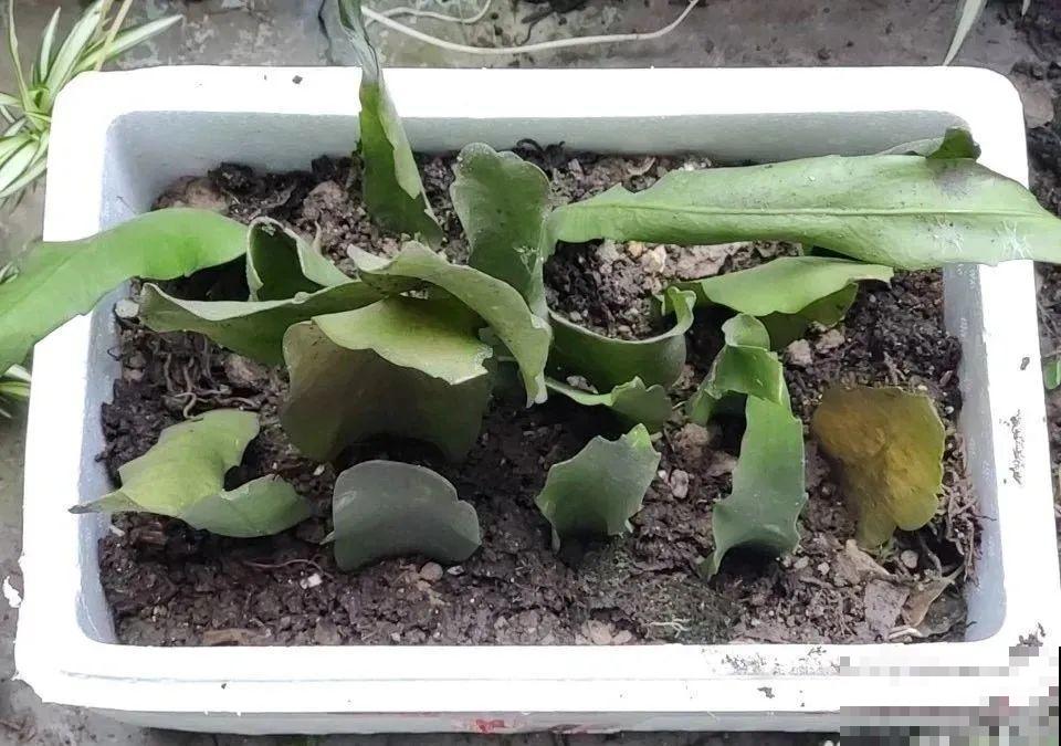 1种花只在夜里开，一次能开50朵，摘下来炒鸡蛋特香！