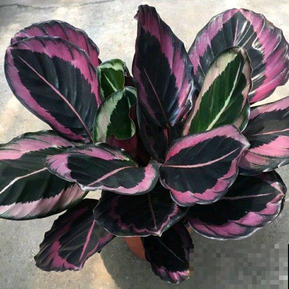 别养绿萝了,这种超级耐阴王,叶子比油画还美! 别养绿萝了,这种超级耐阴王,叶子比油画还美!