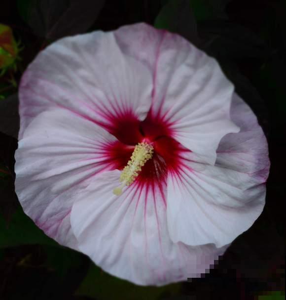 路边的芙蓉葵，一朵花比脸还大，耐旱又好养！