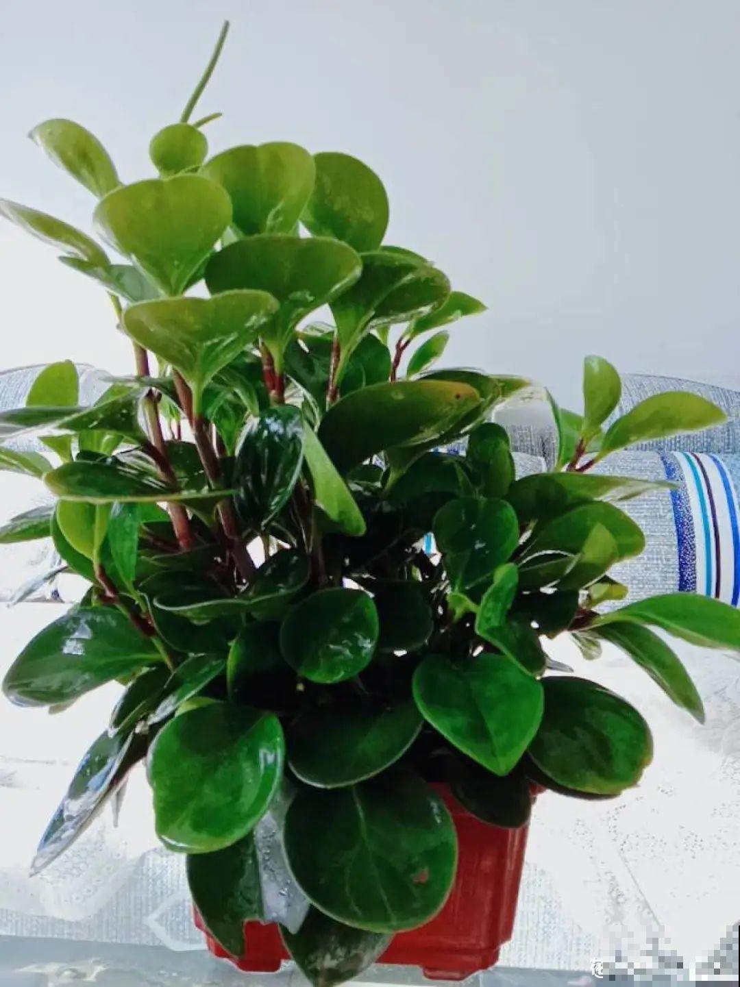 养了20年的玉树，满树开粉花，据说好运要来了！