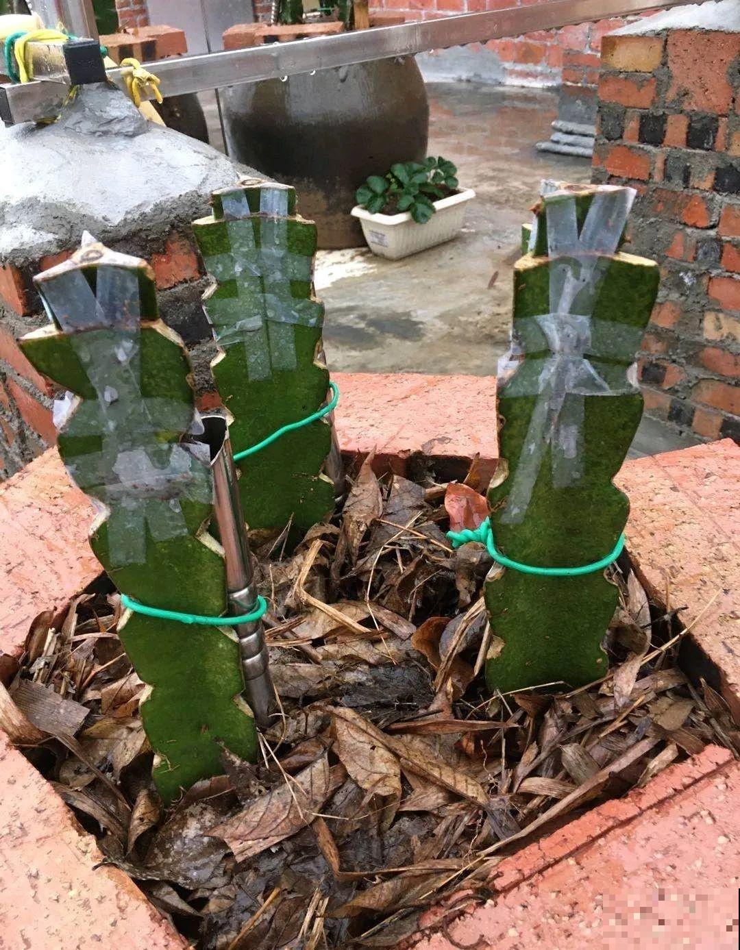 路边掐几根大粗枝,5天就生根,结果沉甸甸! 路边掐几根大粗枝,5天就生根,结果沉甸甸!