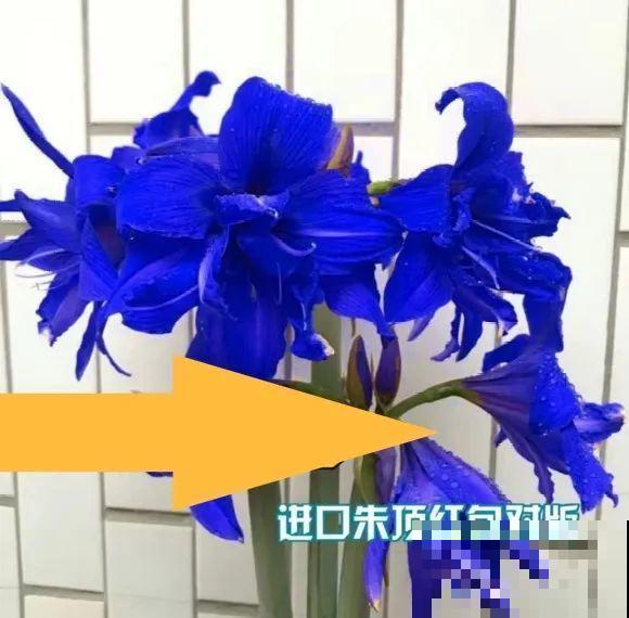 看到这些花,扭头就走,别买,谁买谁吃亏! 看到这些花,扭头就走,别买,谁买谁吃亏!