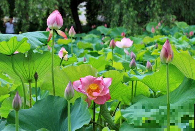 植物界2大成功定律:荷花定律、竹子定律! 植物界2大成功定律:荷花定律、竹子定律!