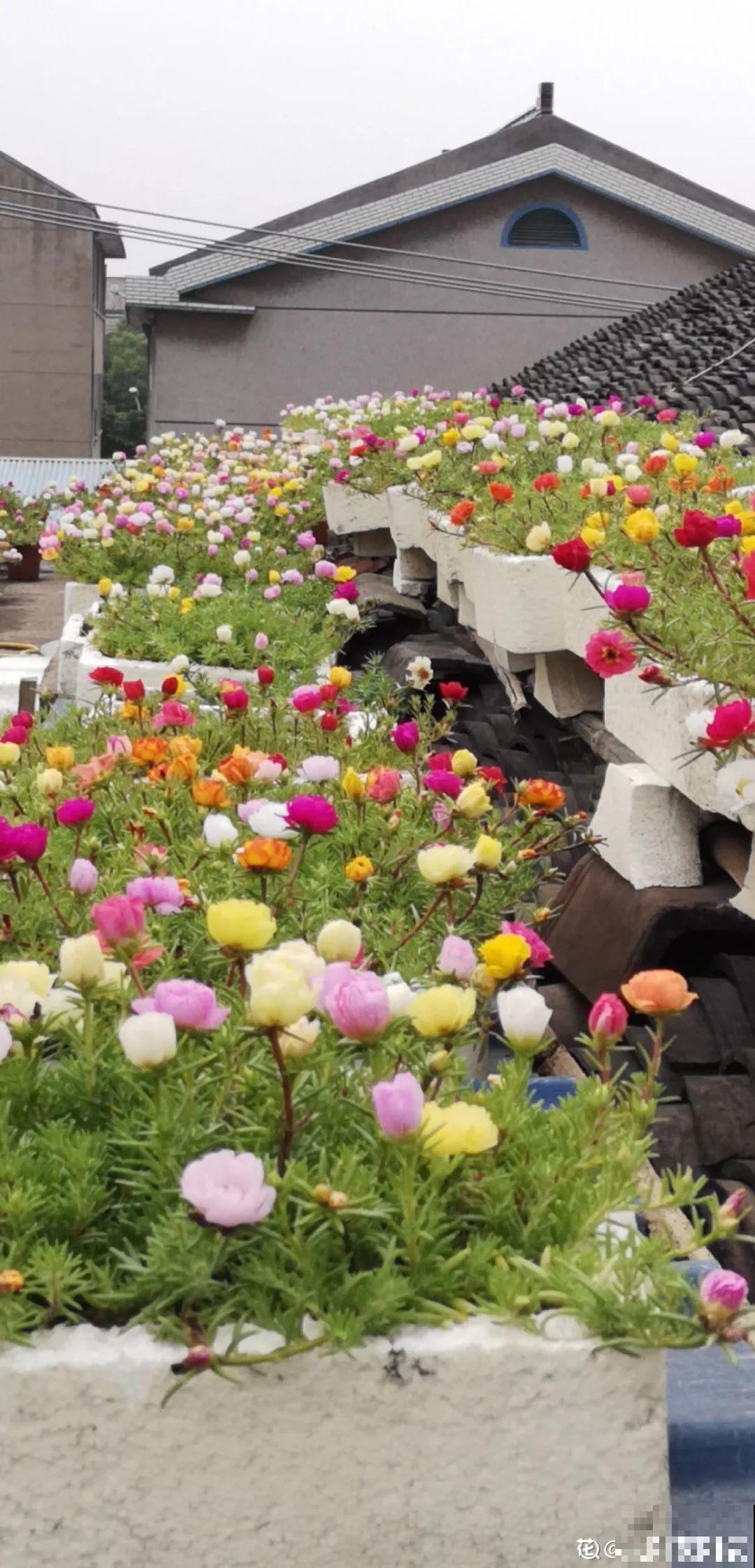 10种花,不怕风吹雨淋,不怕暴晒干旱,四季爆开花,堪称花坚强! 10种花,不怕风吹雨淋,不怕暴晒干旱,四季爆开花,堪称花坚强!