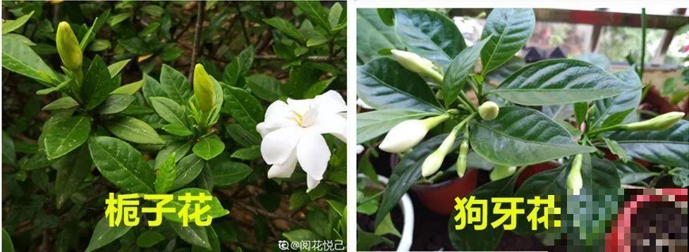 买花要瞪大眼睛，长得太像容易上当，大家要注意