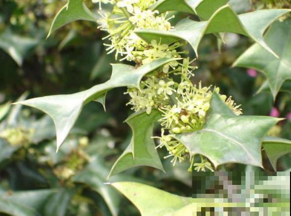 农村最奇特的植物，叶子长满刺，种门口可以防贼！