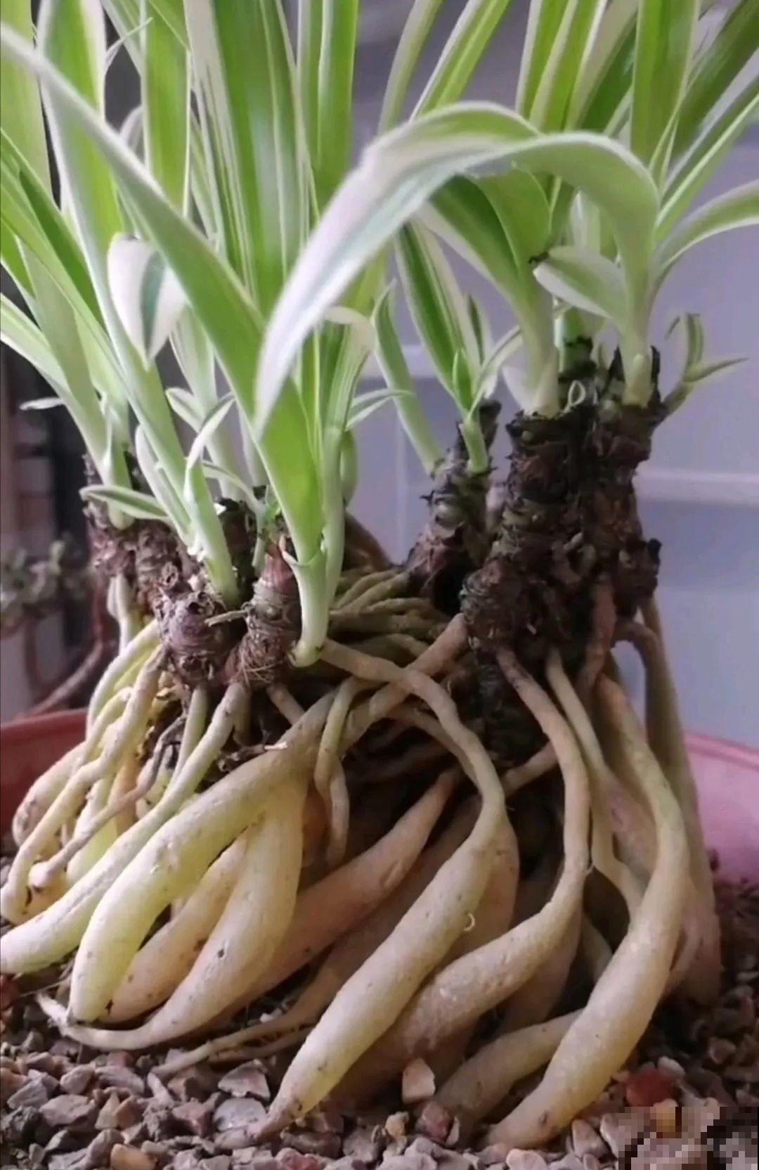 吊兰一根枝,爆出50个小吊,太漂亮! 吊兰一根枝,爆出50个小吊,太漂亮!