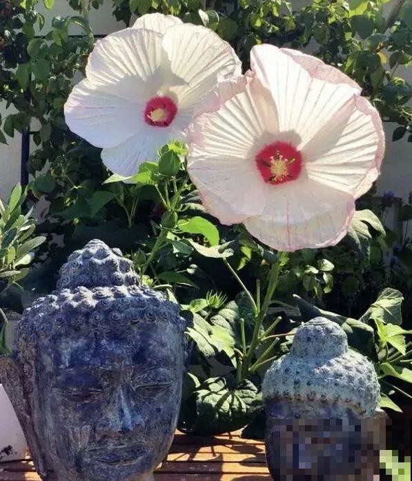 路边的芙蓉葵，一朵花比脸还大，耐旱又好养！