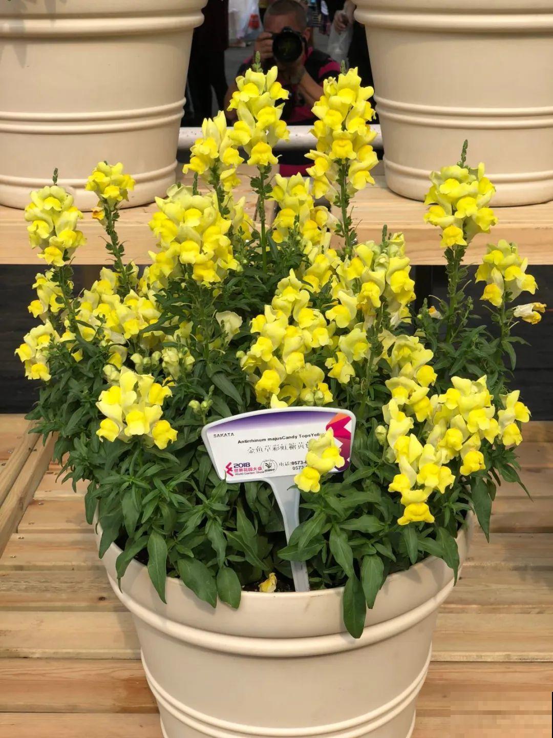 10种花,不怕风吹雨淋,不怕暴晒干旱,四季爆开花,堪称花坚强! 10种花,不怕风吹雨淋,不怕暴晒干旱,四季爆开花,堪称花坚强!