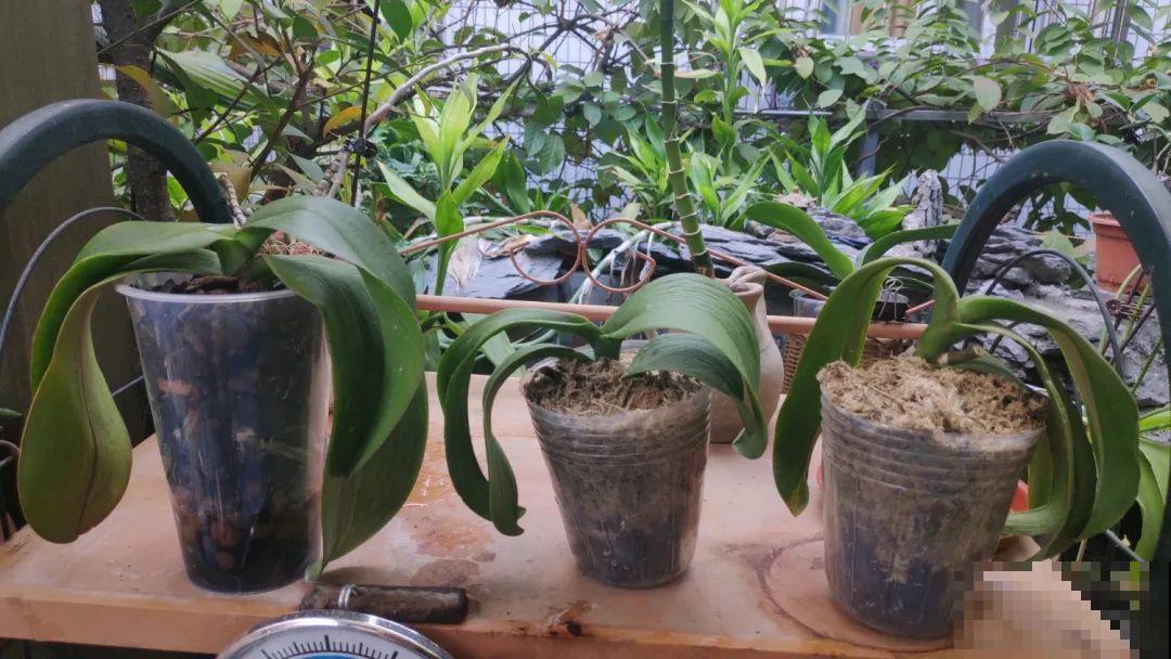 周末去花市捡漏，这花竟然1块钱1棵，赶紧买！