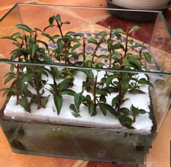 看到这些花,扭头就走,别买,谁买谁吃亏! 看到这些花,扭头就走,别买,谁买谁吃亏!